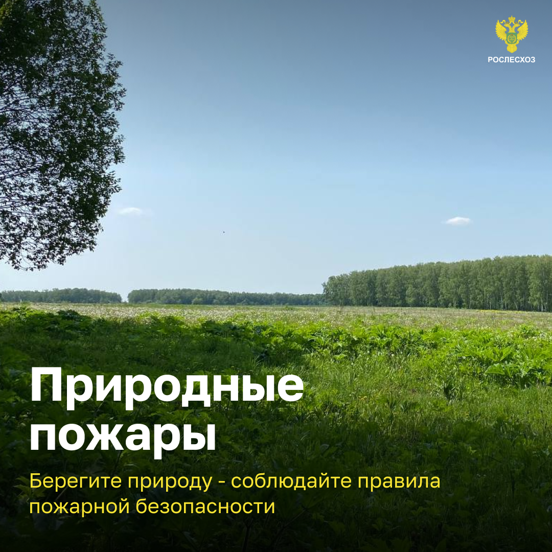 Пожарная безопасность.  Простыми словами о правилах пожарной безопасности в лесах и ответственности.