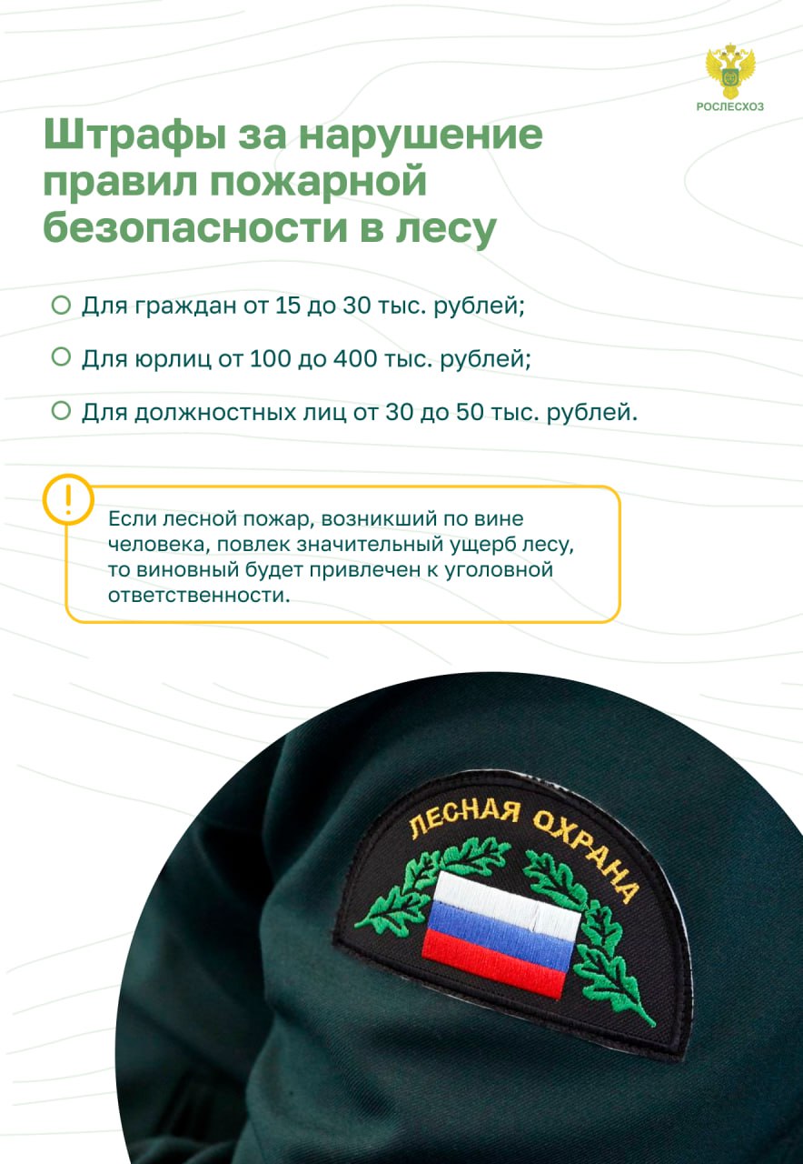 Пожарная безопасность в лесу. Основные правила.