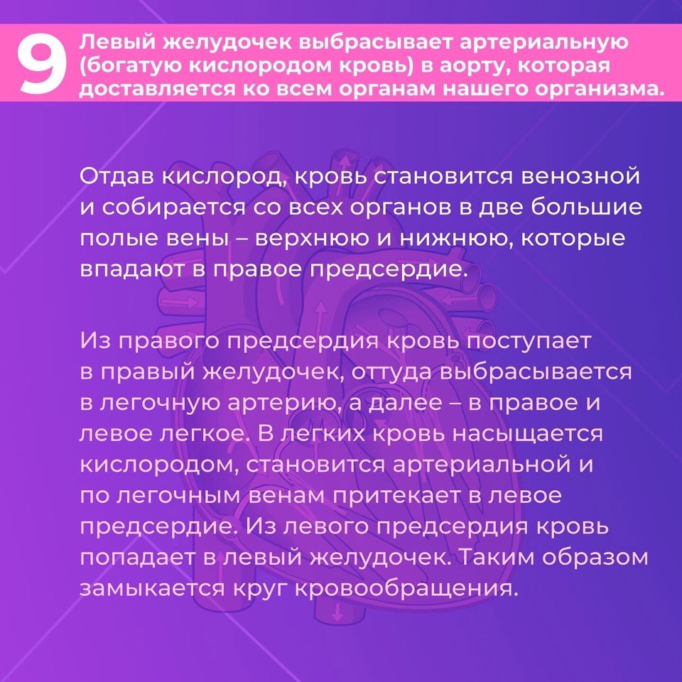 Сердце — один из самых важных органов человека. Благодаря его стабильной и правильной работе другие органы насыщаются кислородом и питательными веществами