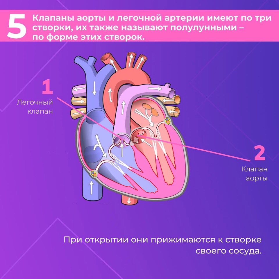 Сердце — один из самых важных органов человека. Благодаря его стабильной и правильной работе другие органы насыщаются кислородом и питательными веществами