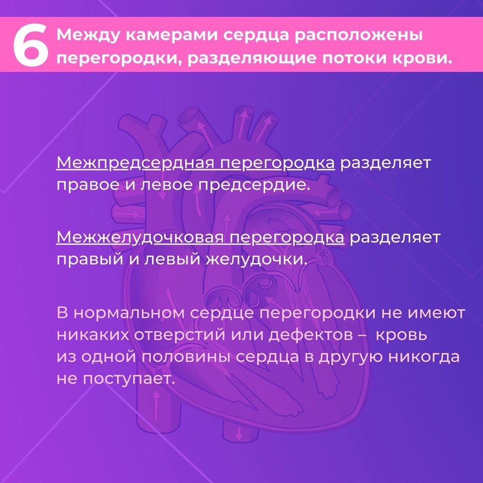 Сердце — один из самых важных органов человека. Благодаря его стабильной и правильной работе другие органы насыщаются кислородом и питательными веществами