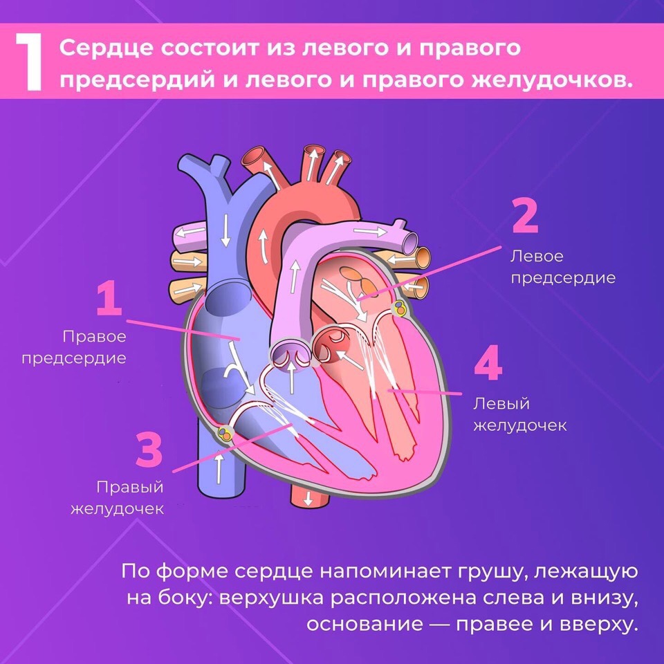 Сердце — один из самых важных органов человека. Благодаря его стабильной и правильной работе другие органы насыщаются кислородом и питательными веществами