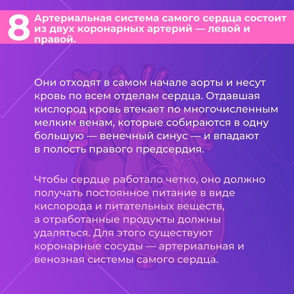 Сердце — один из самых важных органов человека. Благодаря его стабильной и правильной работе другие органы насыщаются кислородом и питательными веществами