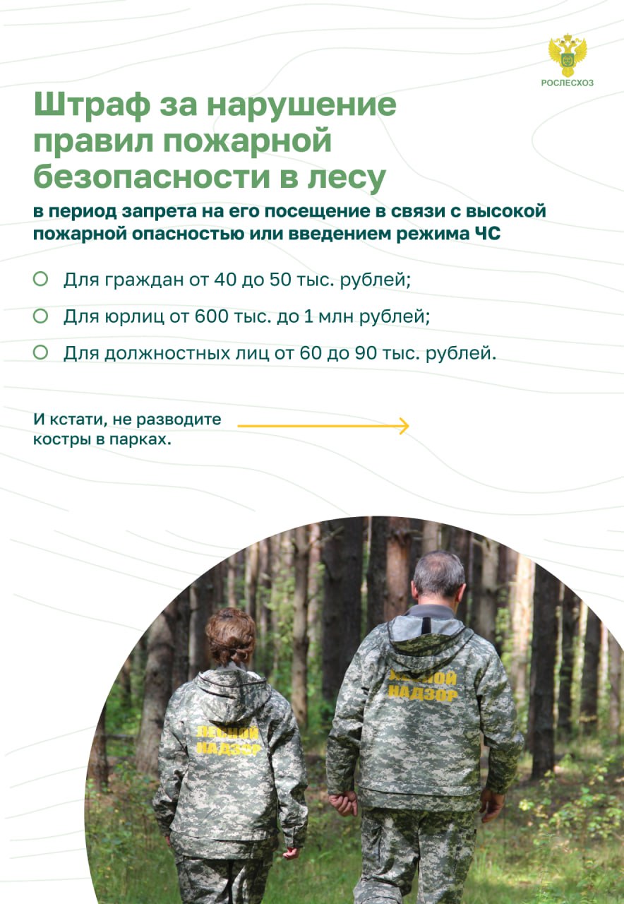 Пожарная безопасность в лесу. Основные правила.