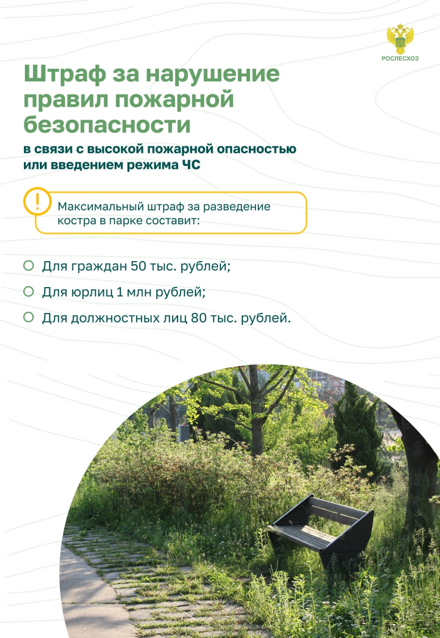 Пожарная безопасность в лесу. Основные правила.
