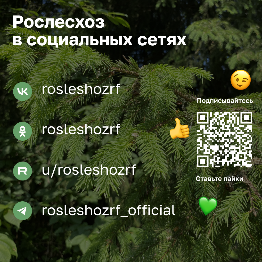 Пожарная безопасность.  Простыми словами о правилах пожарной безопасности в лесах и ответственности.