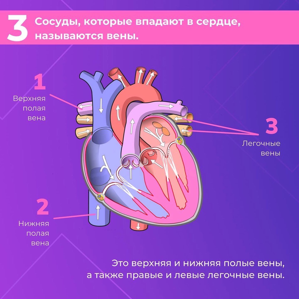Сердце — один из самых важных органов человека. Благодаря его стабильной и правильной работе другие органы насыщаются кислородом и питательными веществами
